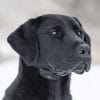 SportDOG NoBark SBC-10